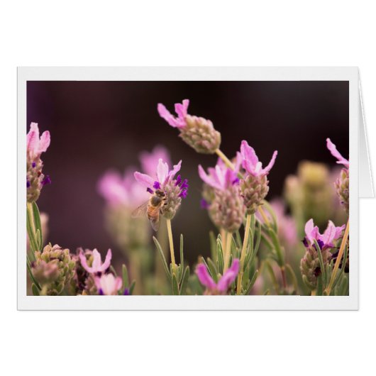 Busy Bee on Clover (Front Horizontal)