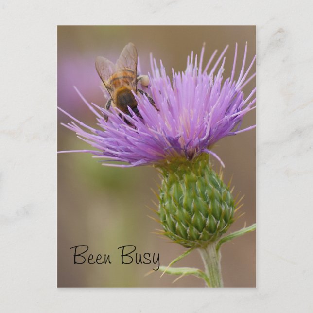 Busy Bee On Purple Thistle Photograph Custom Postcard (Front)