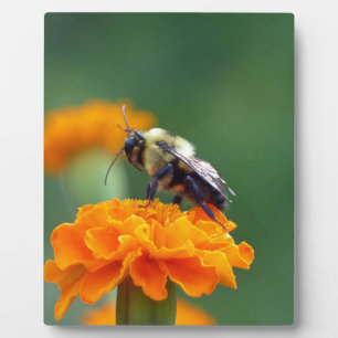 Busy Bee Plaque