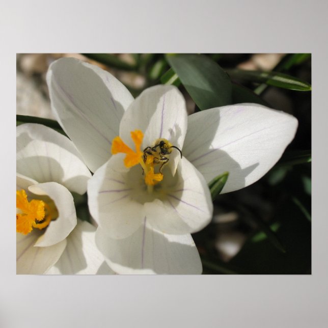 Busy bee poster (Front)