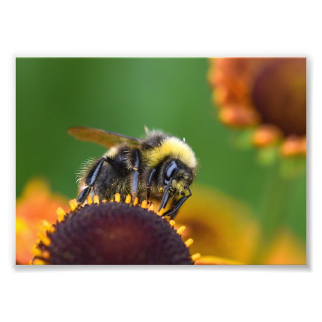 Busy Bumble Bee Photo Print (Front)