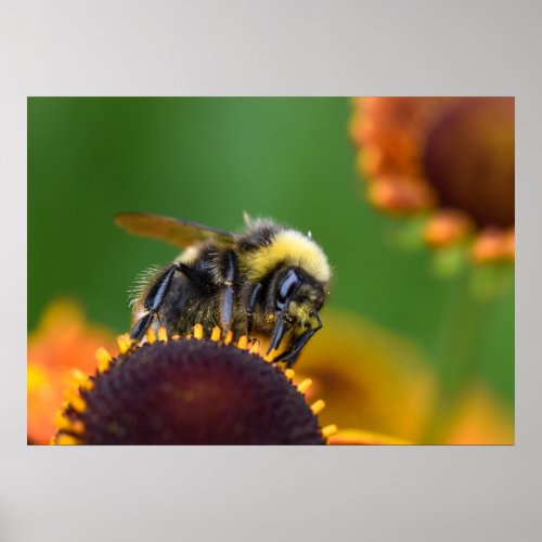 Busy Bumble Bee Poster
