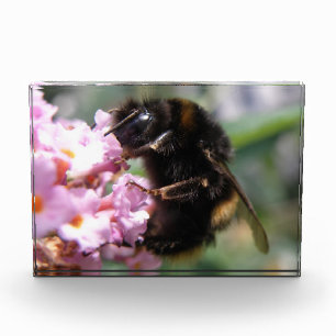 Busy Bumblebee and Pink Flowers Decorative Acrylic Award