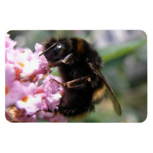 Busy Bumblebee and Pink Flowers Flexi Magnet