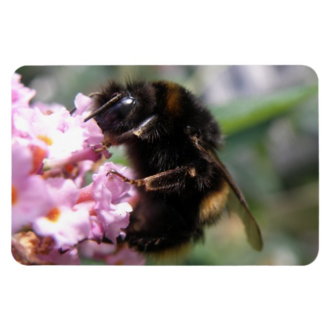 Busy Bumblebee and Pink Flowers Flexi Magnet (Horizontal)
