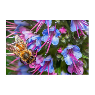 Busy Busy Bee Acrylic Print