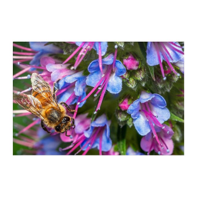 Busy Busy Bee Acrylic Print (Front)