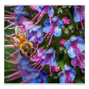 Busy Busy Bee Macro Honeybee Nature Art Poster