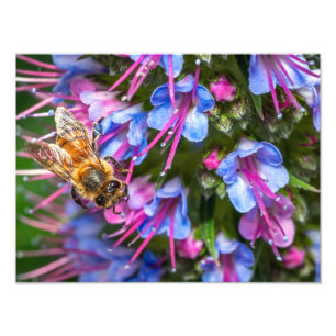 Busy Busy Bee Photo Print