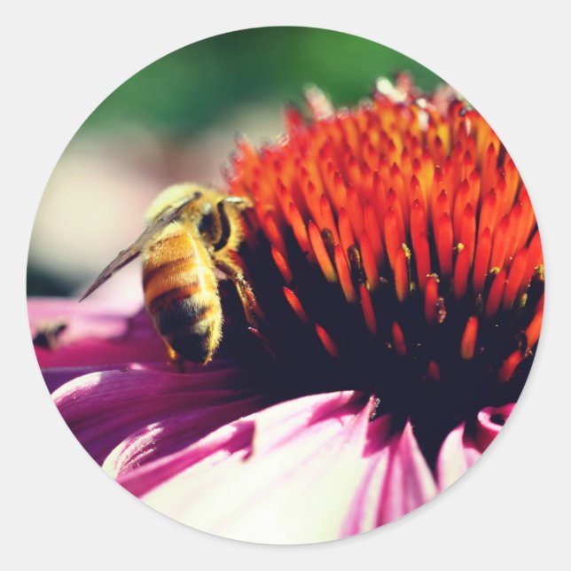 Busy Honey Bee Flower  Classic Round Sticker (Front)