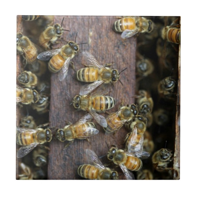 Busy honey bees at the hive tile (Front)