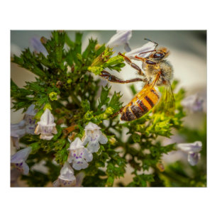 Busy Honeybee Pollinating Flowers – Nature Photo Poster