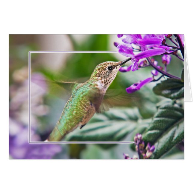 Busy Hummingbird Cards (Front Horizontal)