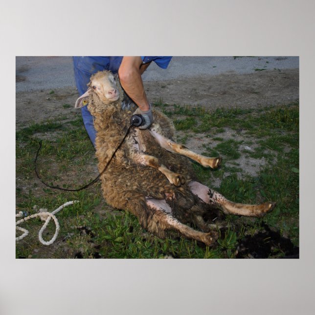 Busy Sheep Shearer Poster (Front)