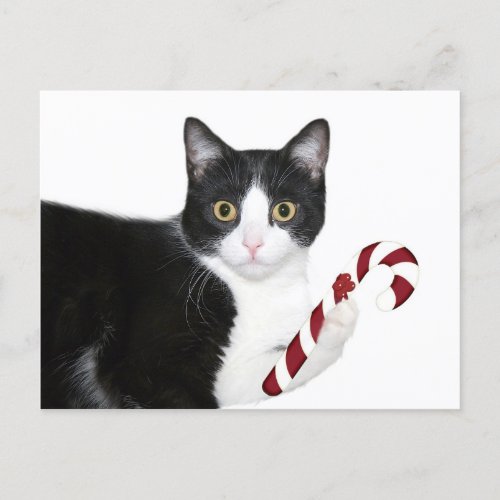 But I wanted catnip Postcard