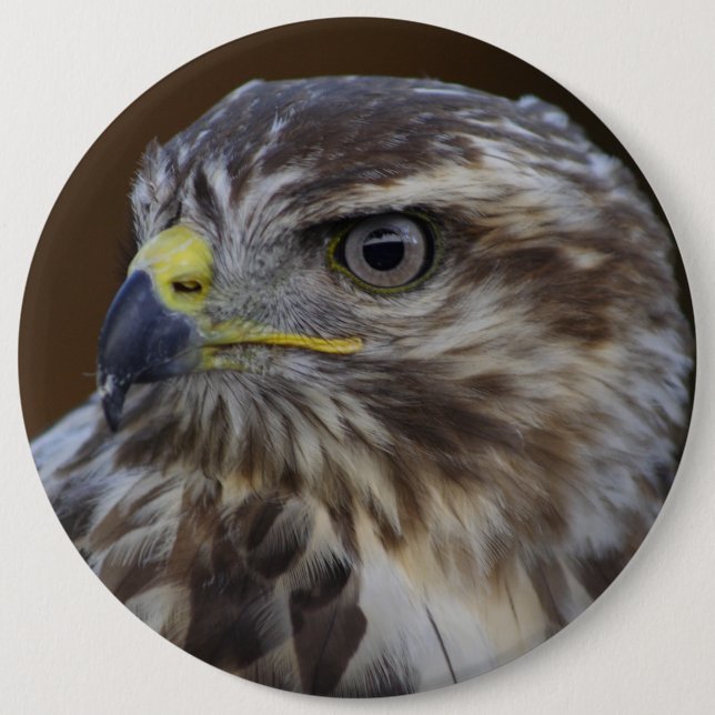 Buteo buteo button (Front)