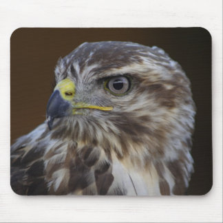 Buteo buteo mouse pad
