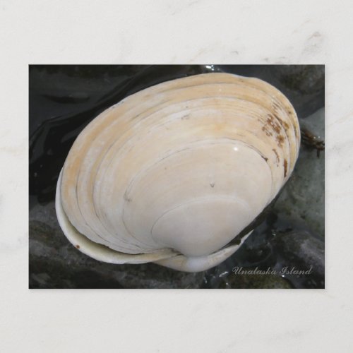 Butter Clam Seashell Unalaska Island Postcard