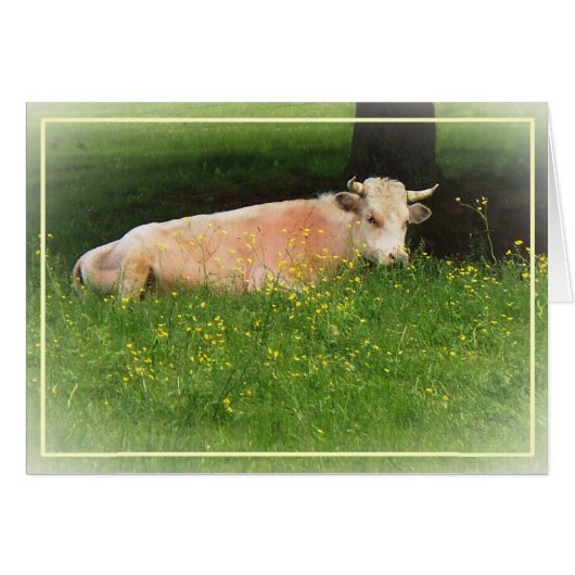 Buttercup (Front Horizontal)