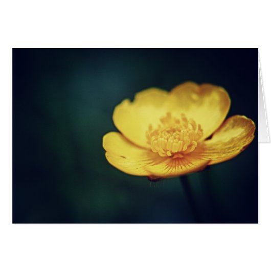 Buttercup Card (Front Horizontal)