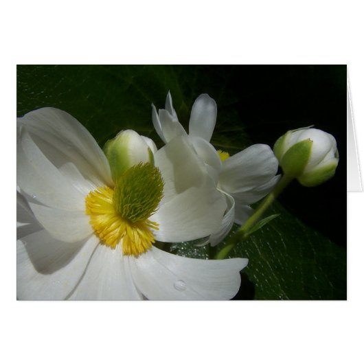 Buttercup card (Front Horizontal)