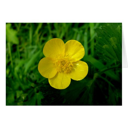Buttercup Cards (Front Horizontal)