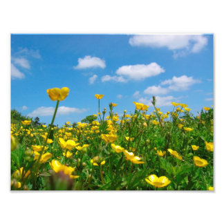 Buttercup Field Photo Print