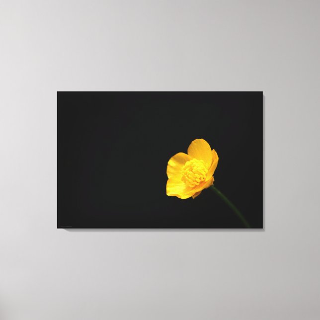 Buttercup Flower 36x24 (90x60cm) waccna Canvas Print (Front)