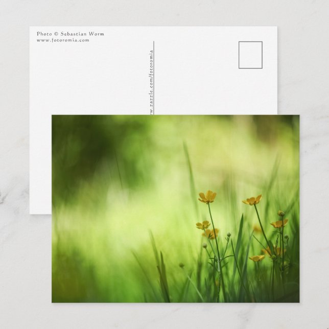 Buttercup Flower Nature Photo Postcard (Front/Back)
