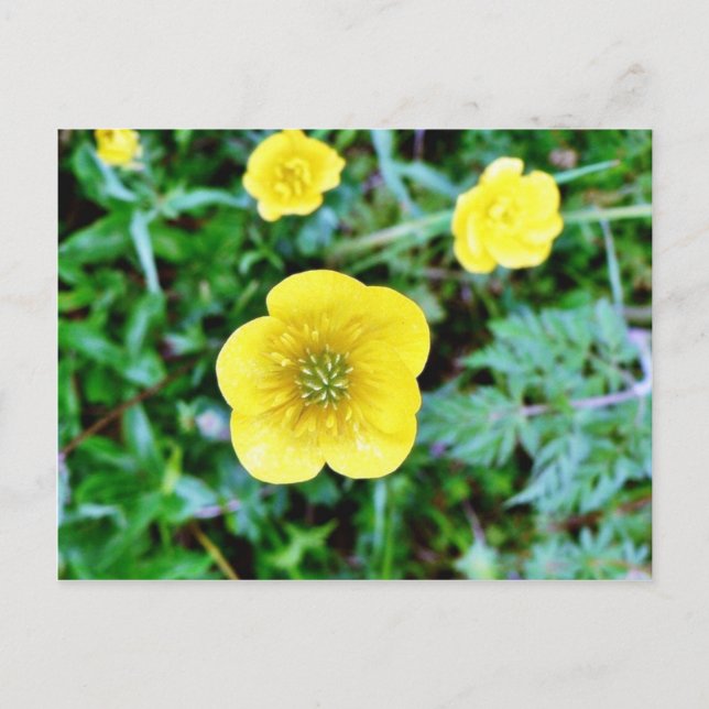 Buttercup Postcard (Front)