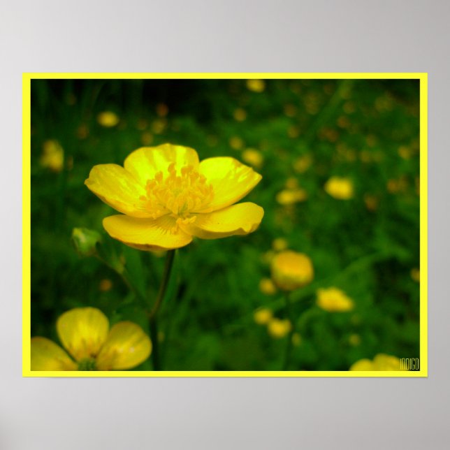 Buttercup Poster Print Wildfower Art Print (Front)