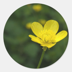 Buttercup Stickers