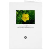 Buttercup - vertical (Back)