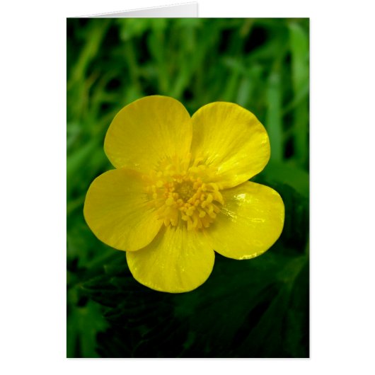 Buttercup - vertical (Front)