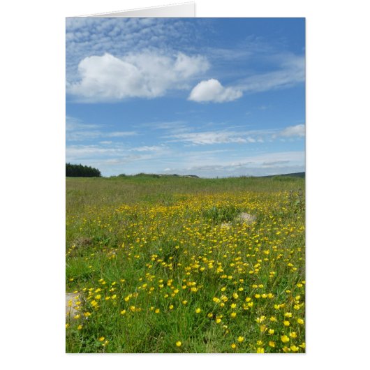"Buttercups!" Cards (Front)