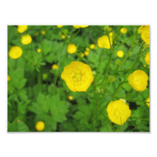 Buttercups Photo Print