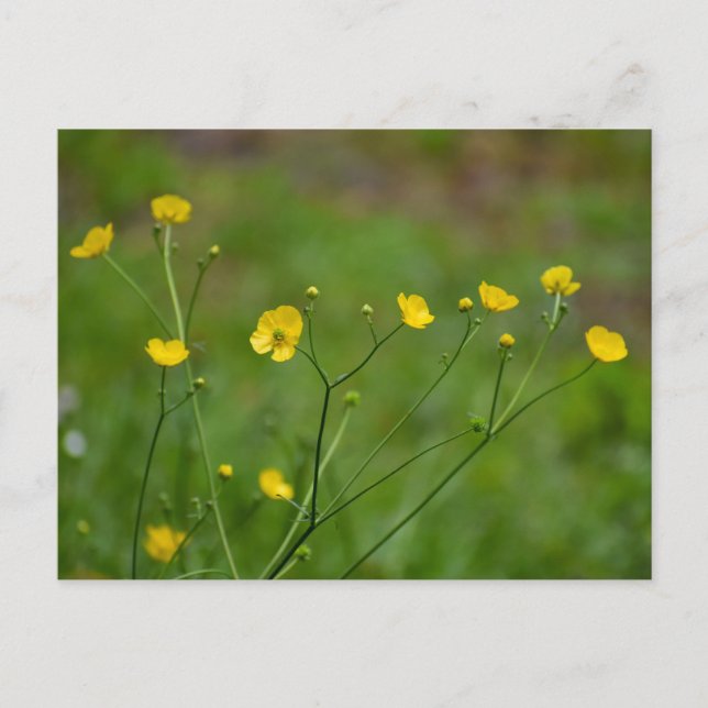 Buttercups Postcard (Front)