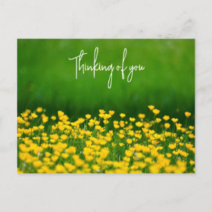 Buttercups   Thinking of you Postcard