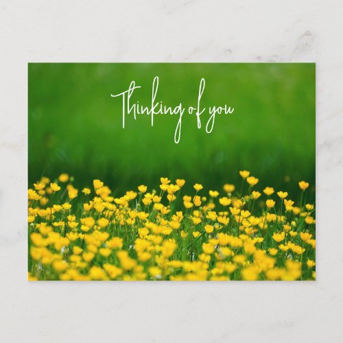 Buttercups  Thinking of you Postcard