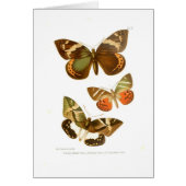 Butterflies (Front)
