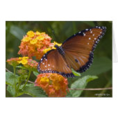 Butterflies 033 (Front Horizontal)