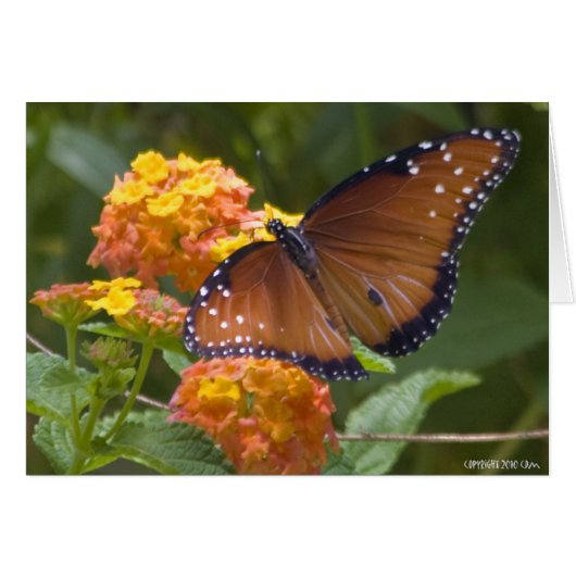 Butterflies 033 cards (Front Horizontal)