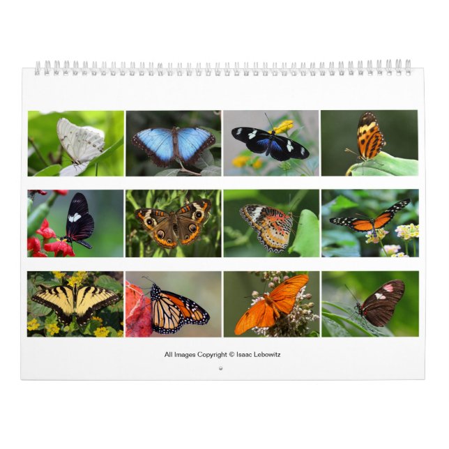 Butterflies 2019 calendar (Back)