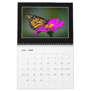 Butterflies 2020 Calendar By Tom Minutolo