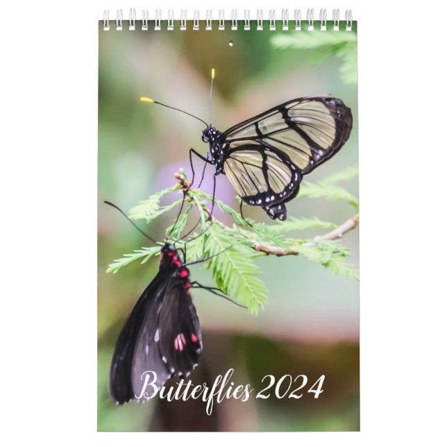 Butterflies 2024 calendar (Cover)