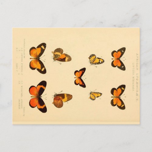 Butterflies 3 Vintage Drawing Postcard