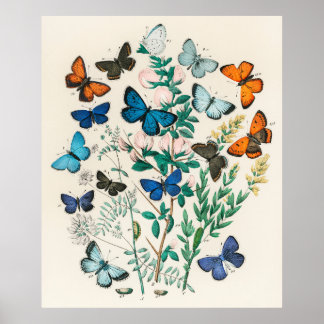 Butterflies and flowers retro vintage print poster