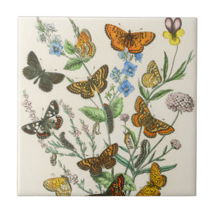 Butterflies and Flowers Vintage Illustration 1 Ceramic Tile
