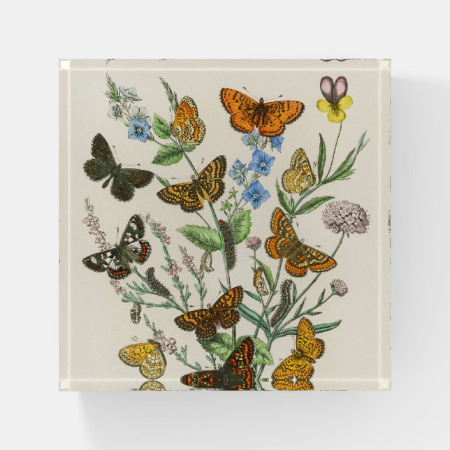 Butterflies and Flowers Vintage Illustration 1 Paperweight (Front)