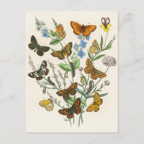 Butterflies and Flowers Vintage Illustration 1 Postcard